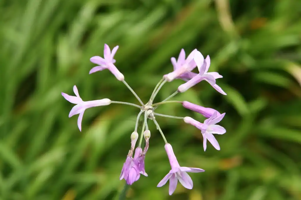Photo of Tulbaghia violacea - Flowers:David J. Stang