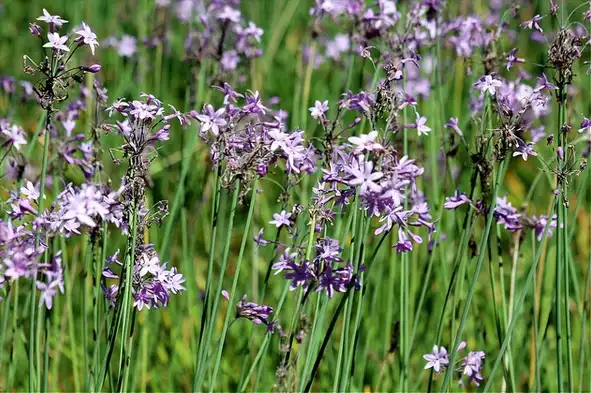 Photo of Tulbaghia (Tulbaghias)