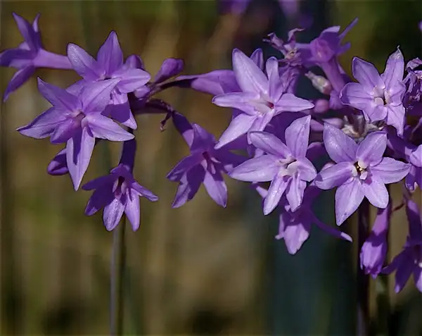 Photo of Tulbaghia (Tulbaghias)