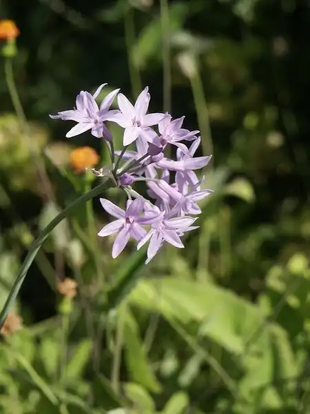 Photo of Tulbaghia - Flowers of T. violacea:Scott Zona