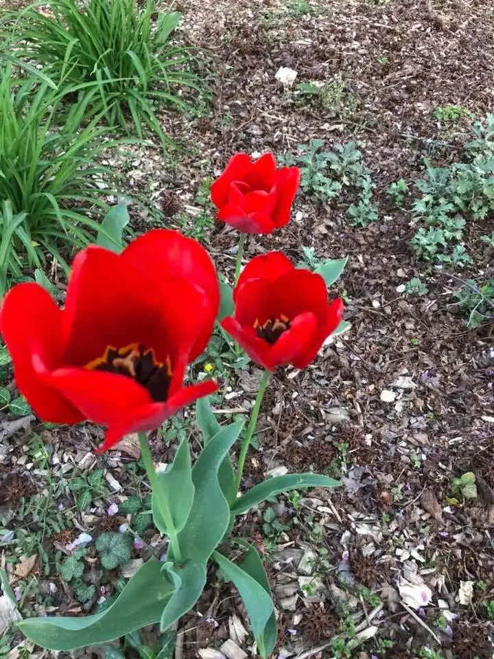 Photo of Tulipa fosteriana (Tulipa fosterianas)
