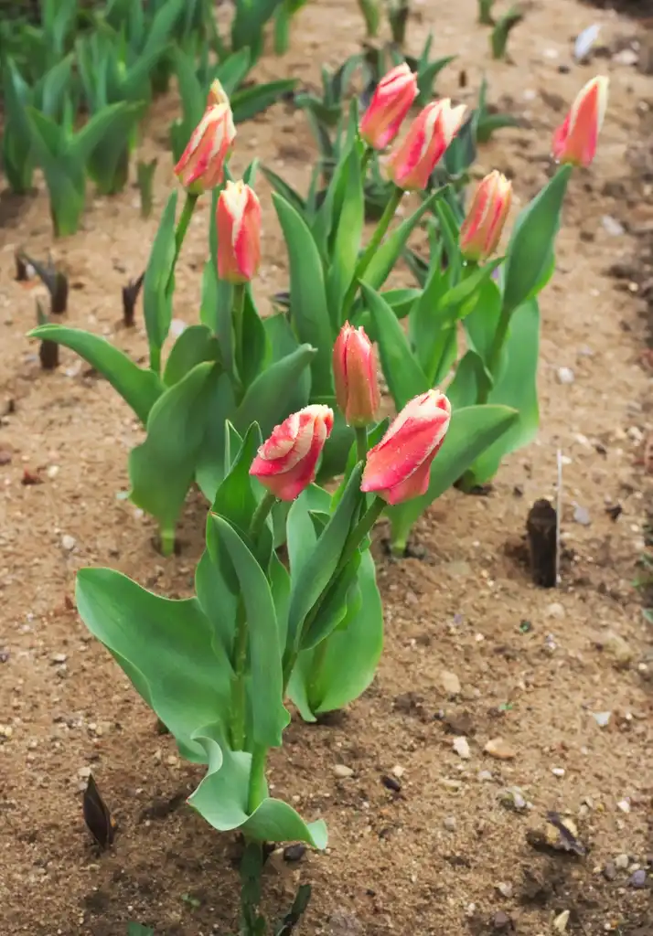 Photo of Tulipa fosteriana (Tulipa fosterianas)