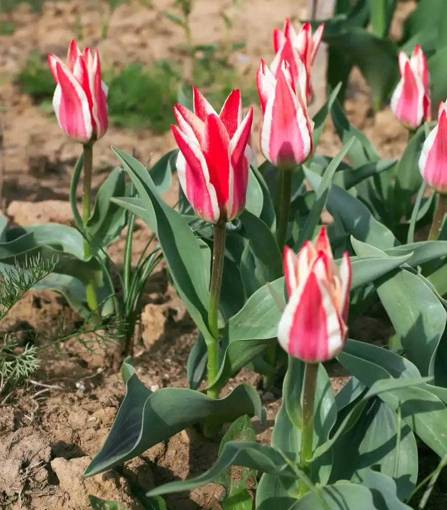 Foto de Tulipa greigii (Tulipa greigiis)