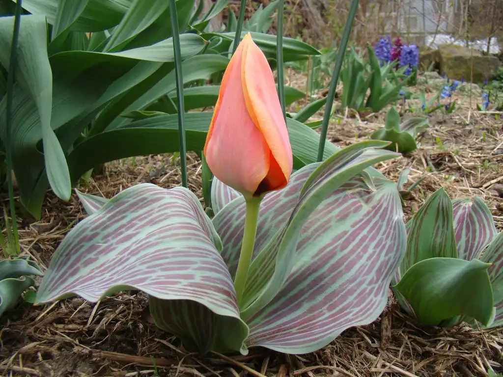 Foto de Tulipa greigii (Tulipa greigiis)