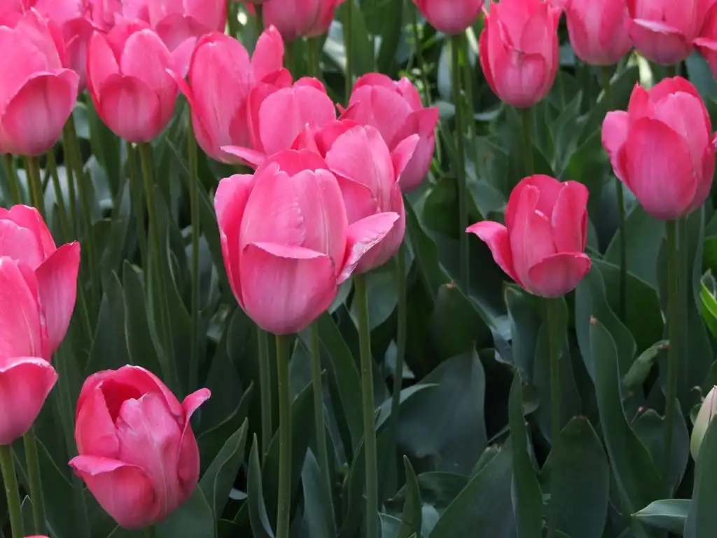 Foto de Tulipa hybrids (Tulipa hybridss)