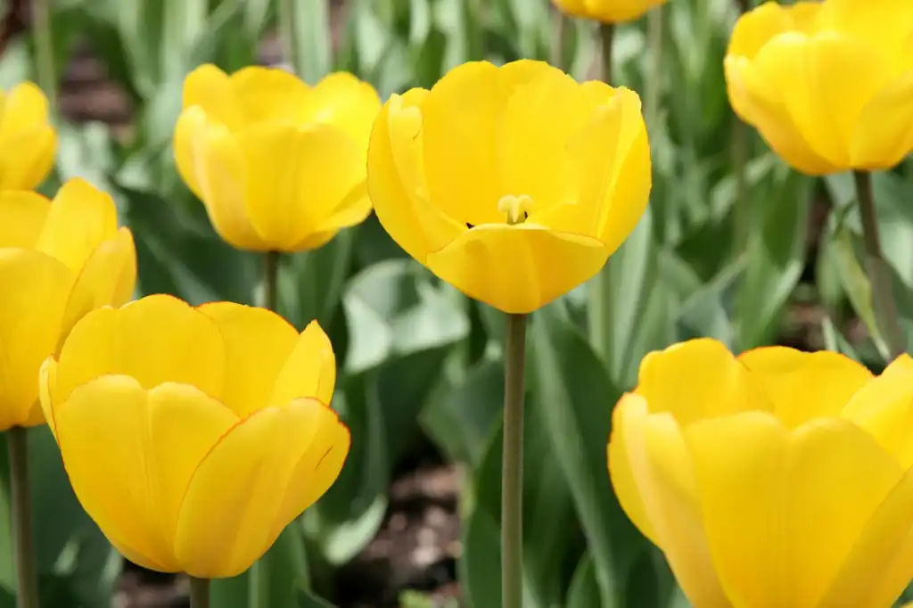 Foto de Tulipa hybrids (Tulipa hybridss)