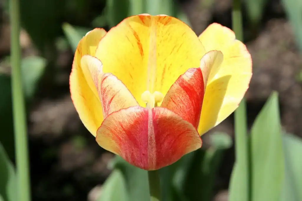Foto de Tulipa hybrids - Variegated flower:Cliff