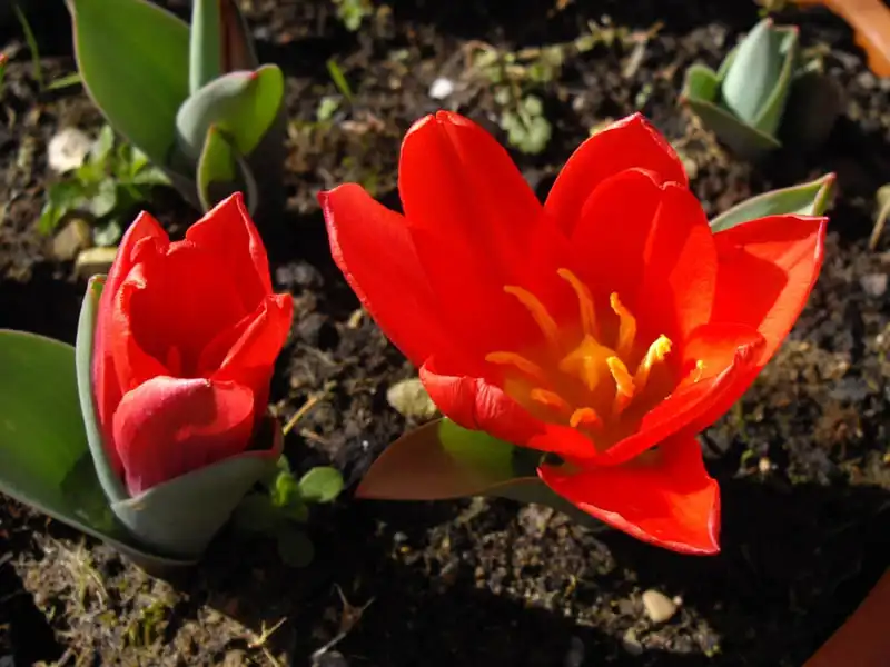 Foto de Tulipa kaufmanniana (Tulipa kaufmannianas)