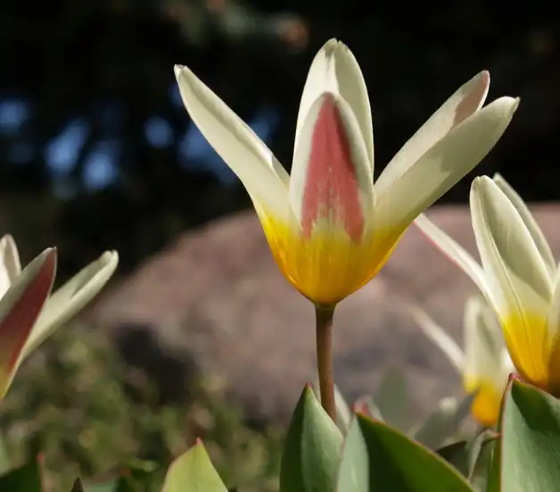 Foto de Tulipa kaufmanniana (Tulipa kaufmannianas)