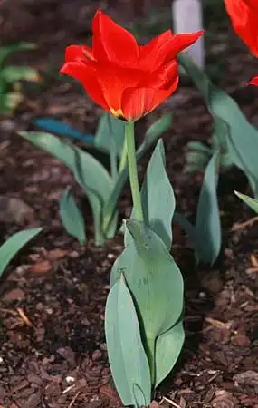 Фото Tulipa (Tulipas)