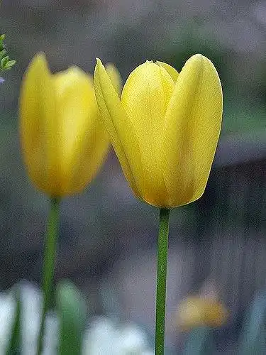 Фото Tulipa (Tulipas)