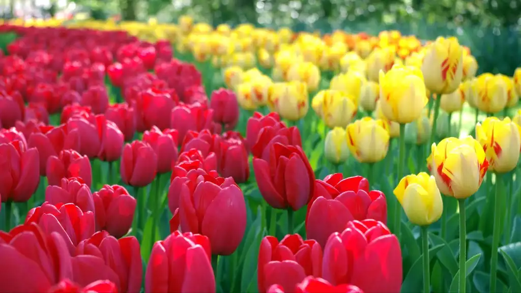 Фото Tulipa - Tulips:Marta m8