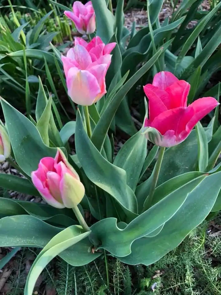 Фото Tulipa - Flower Close-up (Wake County, NC)-Spring:Cathy Dewitt