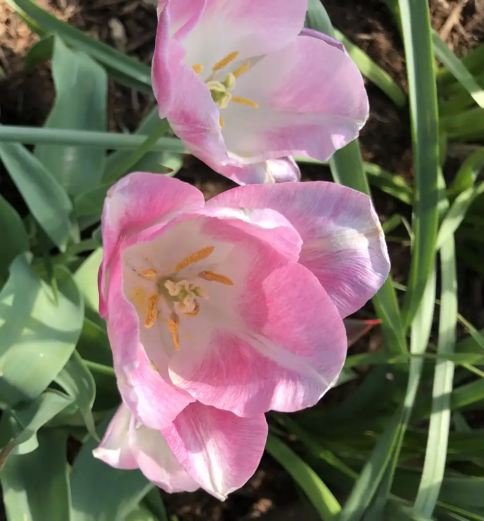 Фото Tulipa - Inside Flower (Wake County, NC):Cathy Dewitt