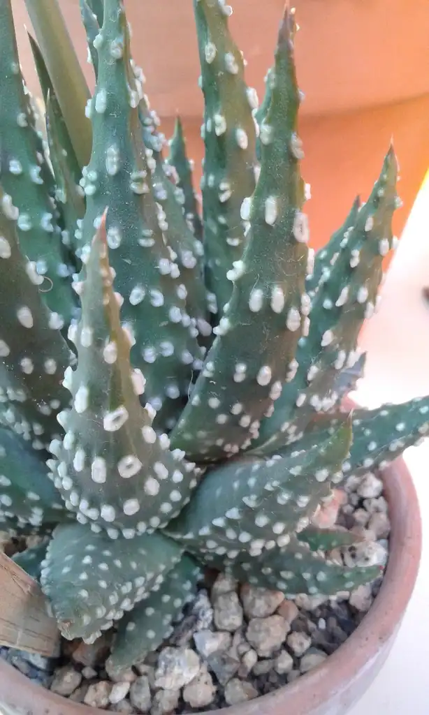 Фото Tulista pumila (Tulista pumilas)