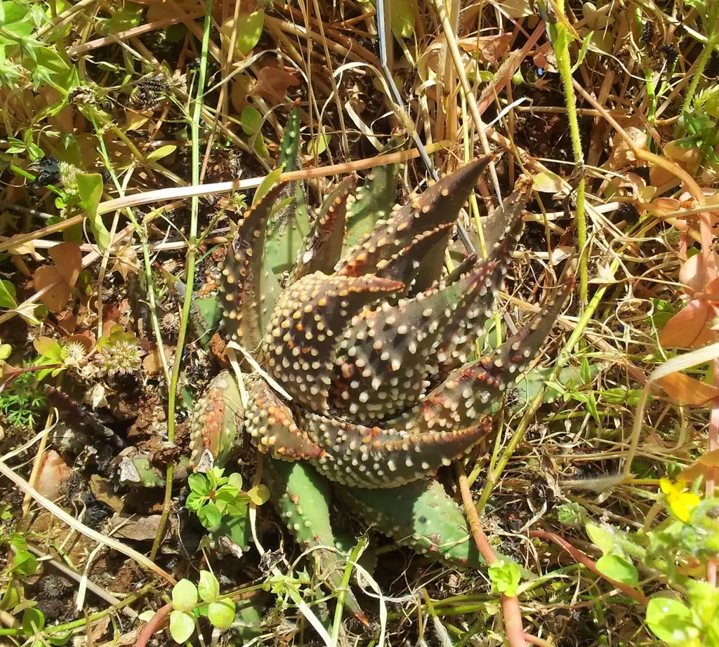 Фото Tulista pumila (Tulista pumilas)