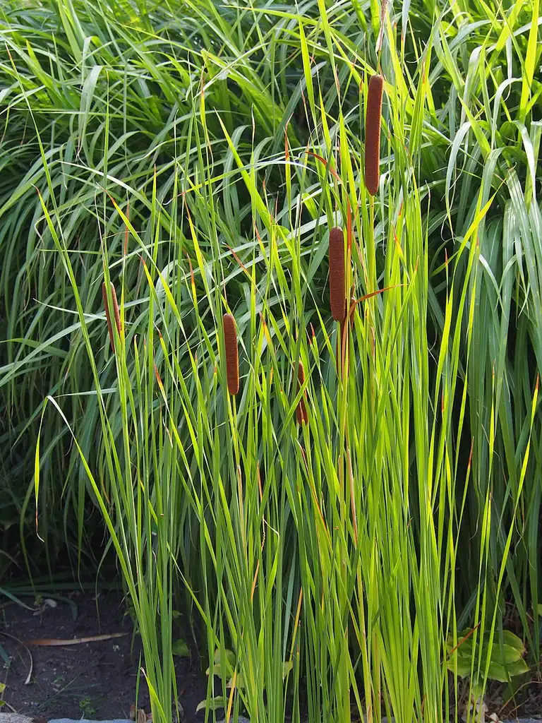 Фото Typha angustifolia (Typha angustifolias)