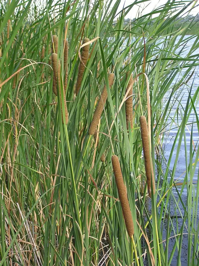 Фото Typha angustifolia (Typha angustifolias)
