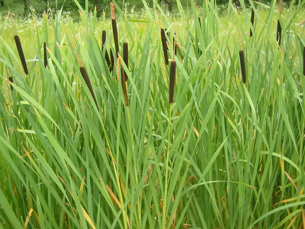 Photo of Typha latifolia (Typha latifolias)