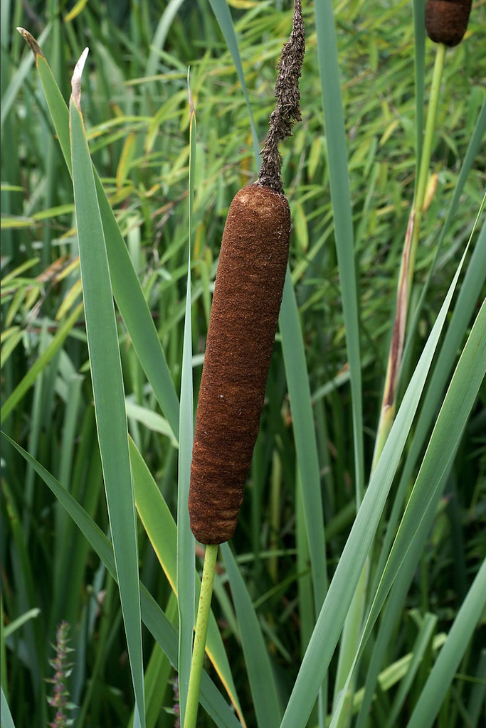 Photo of Typha latifolia (Typha latifolias)