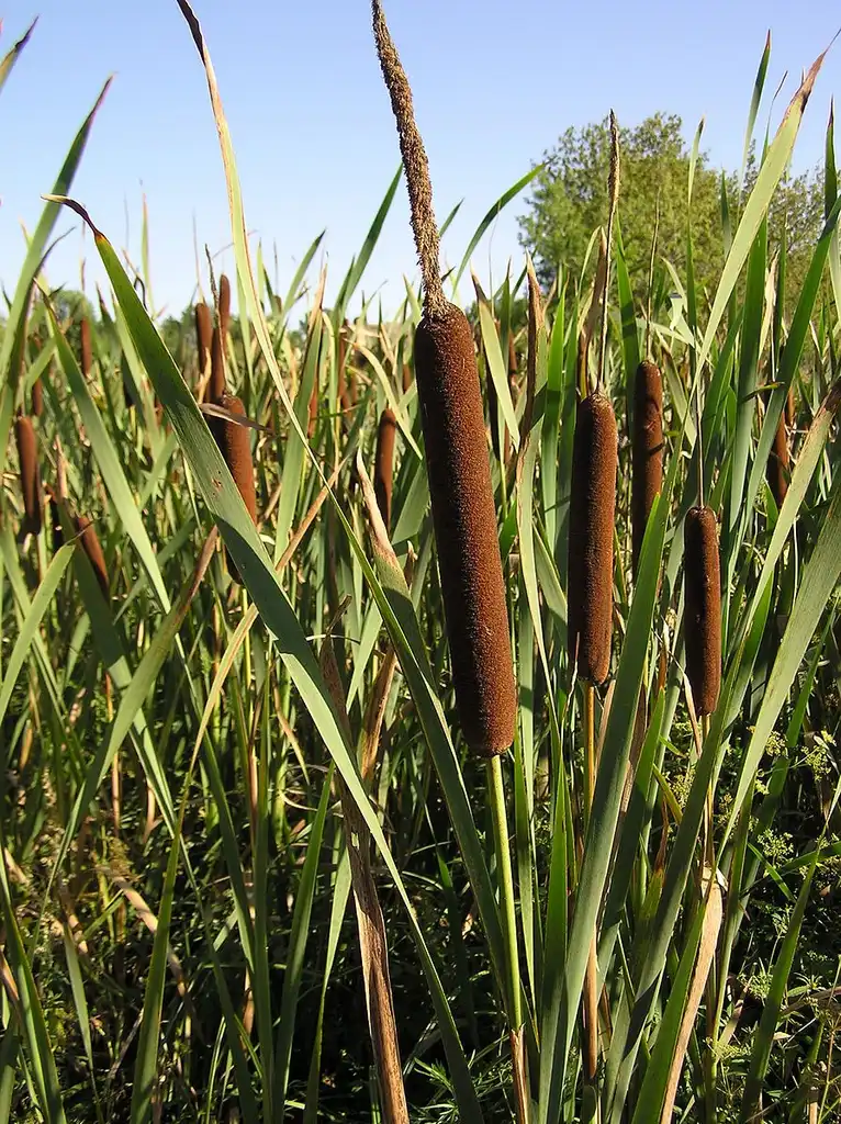 Photo of Typha latifolia - Leaves and flowers:Le Loup Gris