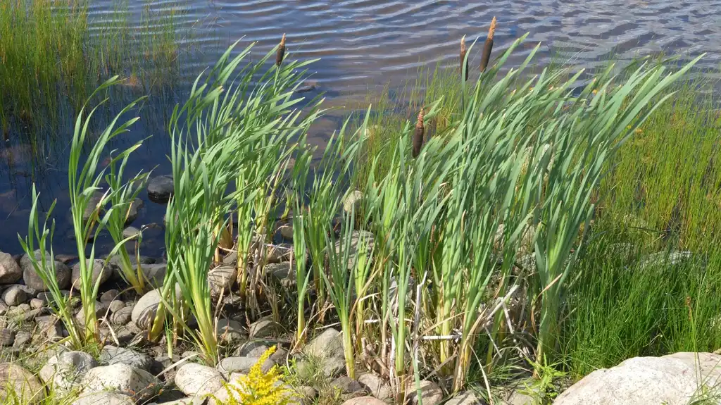 Photo of Typha latifolia - Form:Ryan Hodnett
