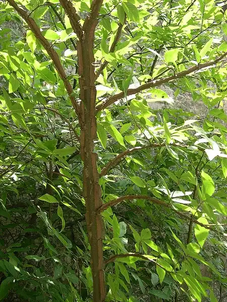 Photo of Ulmus alata (Ulmus alatas)