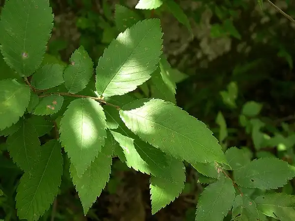 Photo of Ulmus alata (Ulmus alatas)
