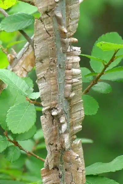 Photo of Ulmus alata - Corky wings on stems:Richard Murphy