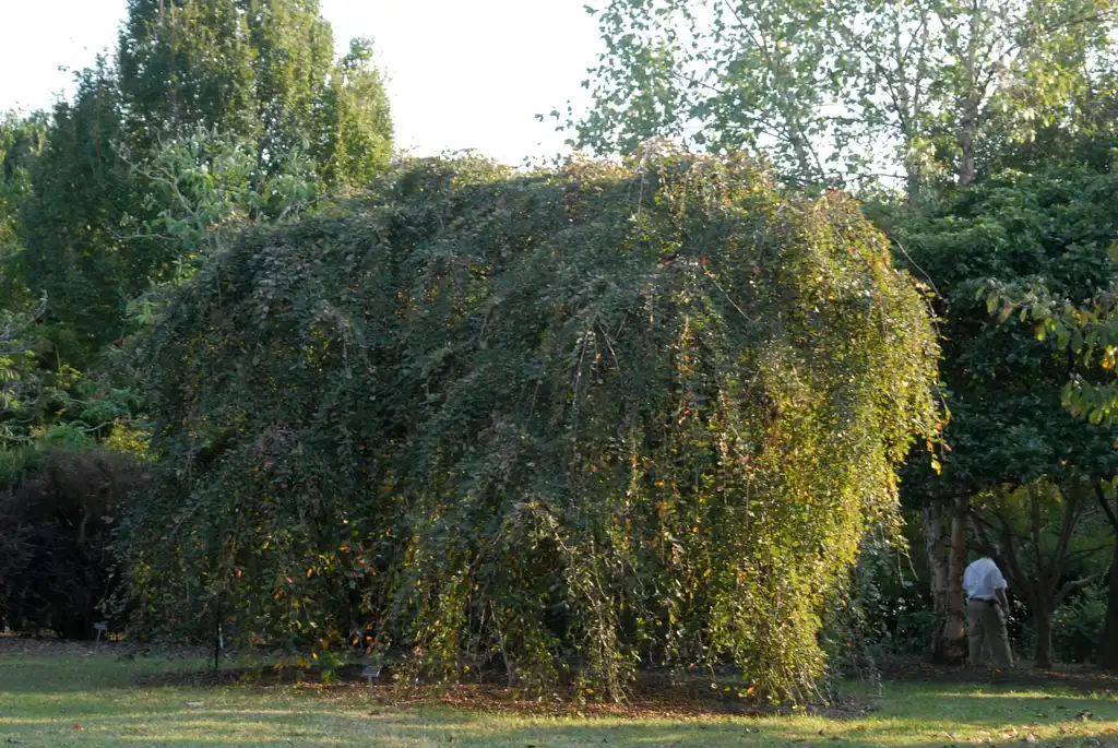 Photo of Ulmus alata - 'Lace Parasol' Form:Jim Robbins