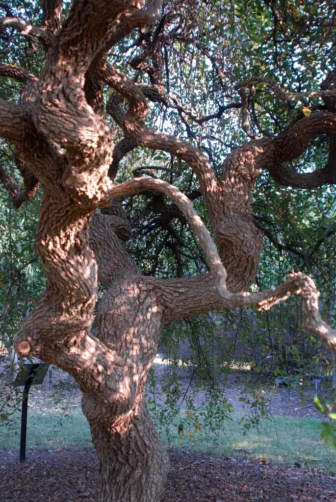 Photo of Ulmus alata - 'Lace Parasol' Growth Habit:Jim Robbins