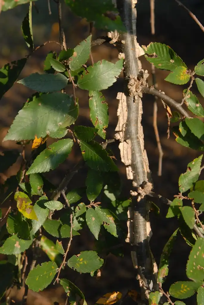 Photo of Ulmus alata - 'Lace Parasol' Leaf Twig:Jim Robbins