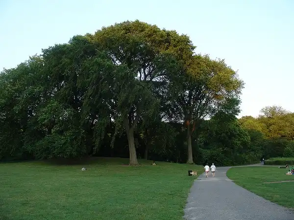 Foto de Ulmus americana (Ulmus americanas)