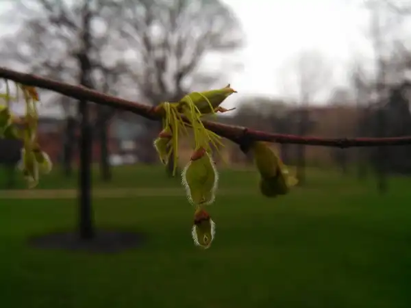 Foto de Ulmus americana (Ulmus americanas)