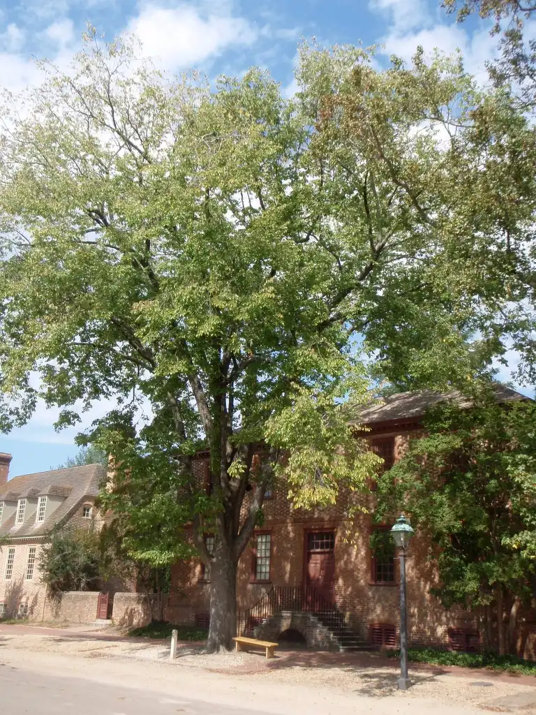 Foto de Ulmus americana - Full Form:Jim Robbins