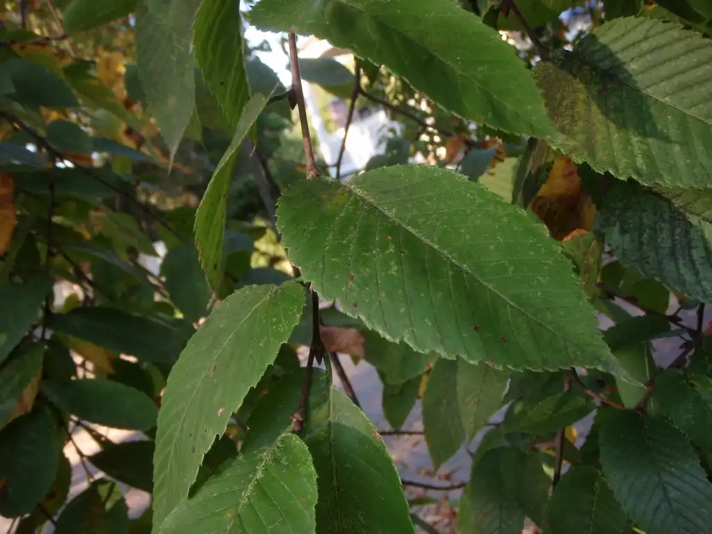 Foto de Ulmus americana - Leaf:Jim Robbins