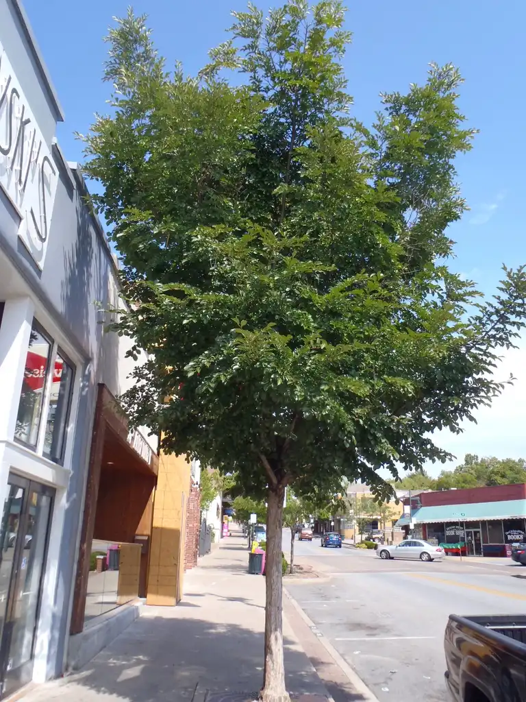 Foto de Ulmus americana - 'Princeton' Form:Jim Robbins