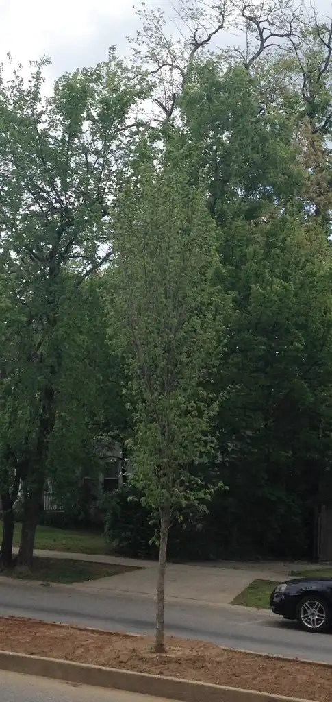 Foto de Ulmus americana - 'Princeton' Young Form:Jim Robbins