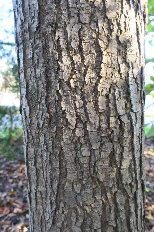 Photo of Ulmus davidiana var. japonica 'Emerald Sunshine' (Ulmus davidiana var. japonica 'Emerald Sunshine's)