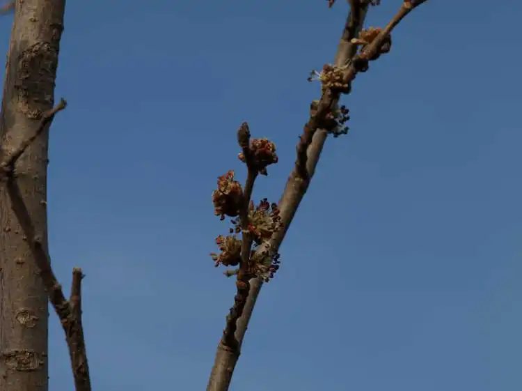 Photo of Ulmus davidiana var. japonica 'Emerald Sunshine' (Ulmus davidiana var. japonica 'Emerald Sunshine's)
