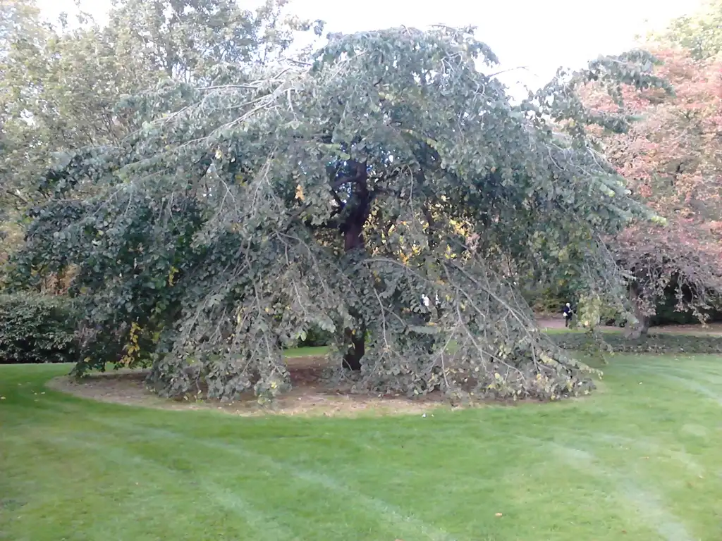 Photo of Ulmus glabra 'Horizontalis' (Ulmus glabra 'Horizontalis's)