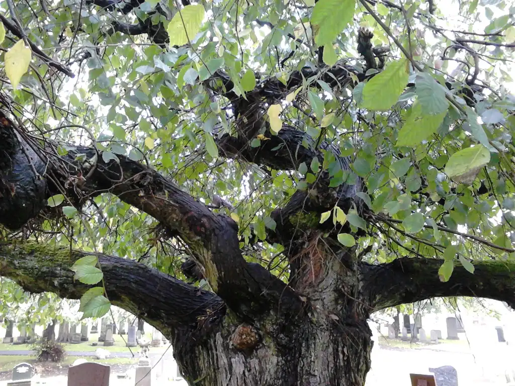 Photo of Ulmus glabra 'Horizontalis' (Ulmus glabra 'Horizontalis's)