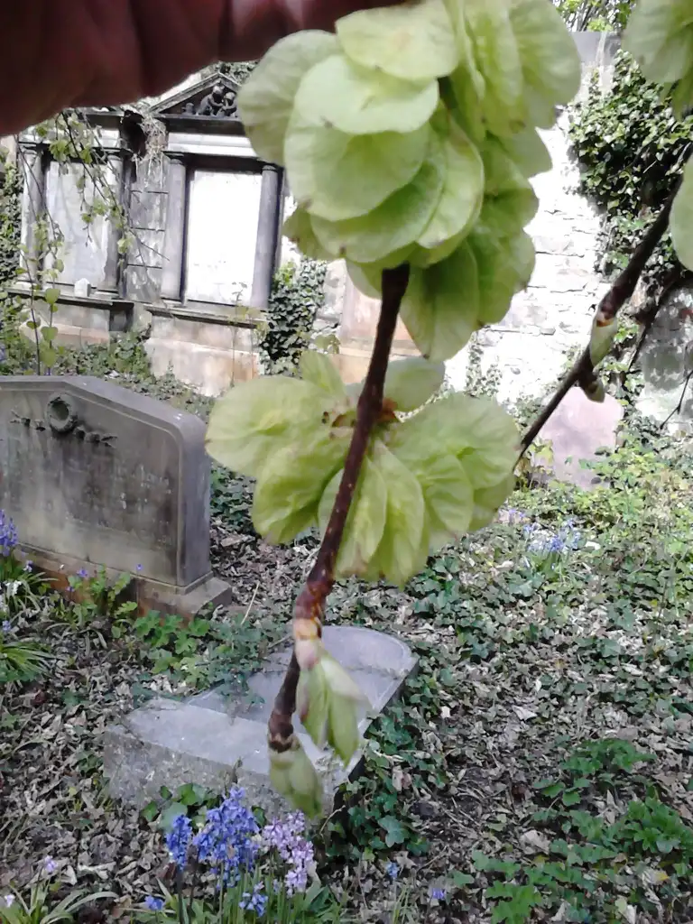 Photo of Ulmus glabra 'Horizontalis' - Leaves:Tom elm
