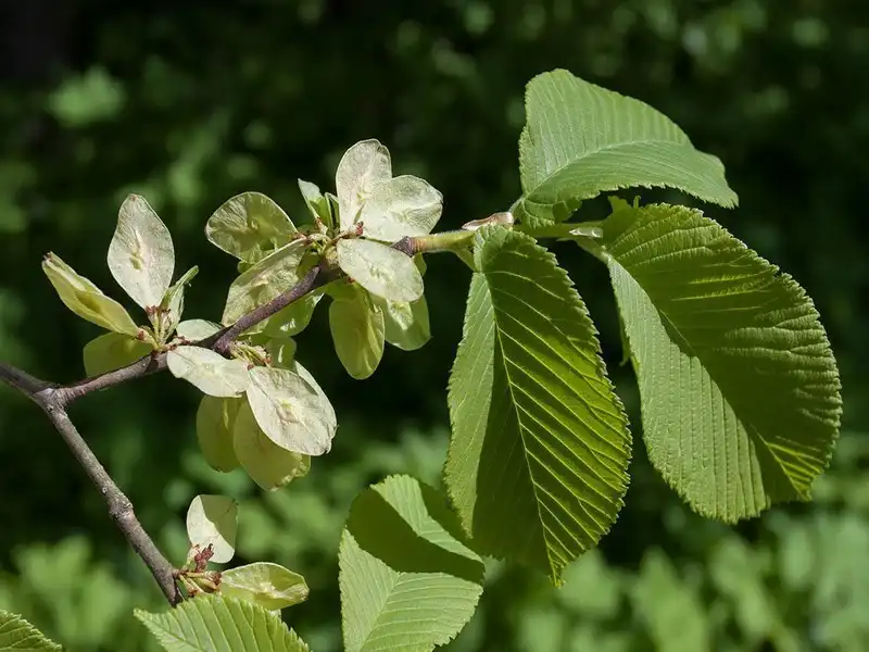 Photo of Ulmus glabra (Ulmus glabras)