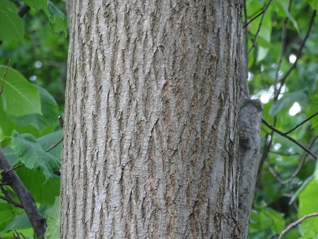 Photo of Ulmus glabra (Ulmus glabras)