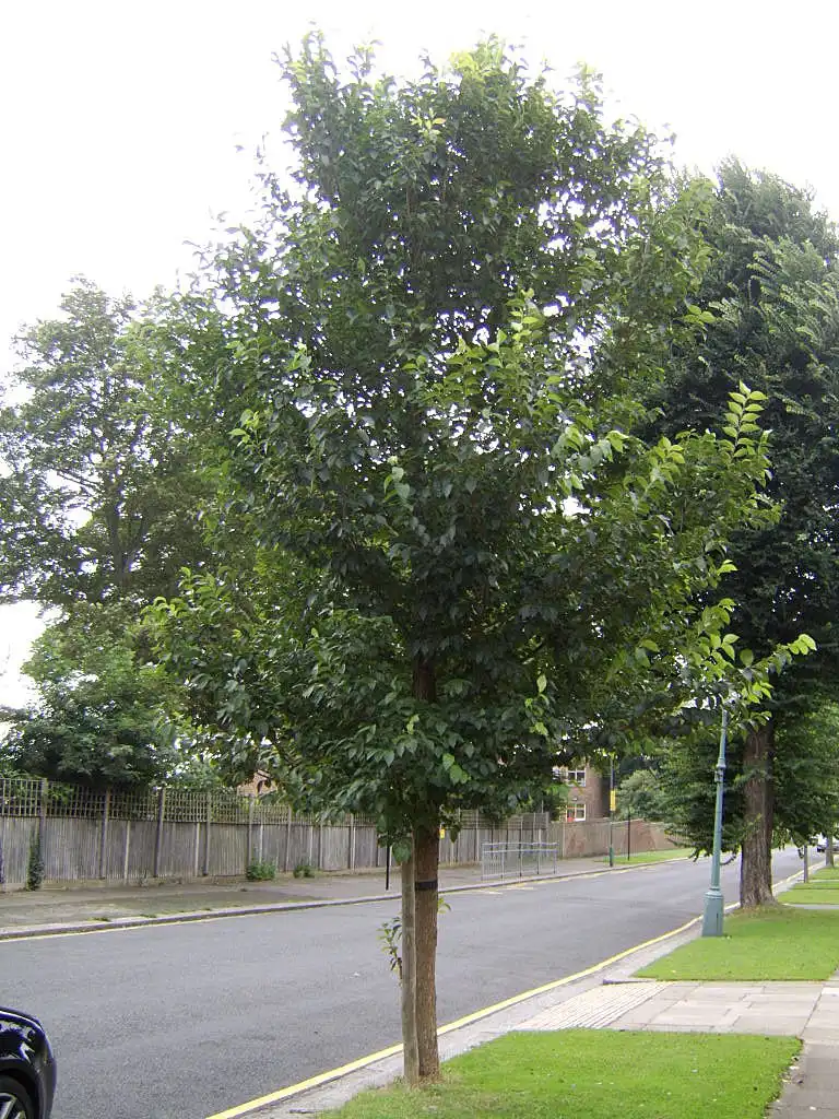 Фото Ulmus 'Homestead' (Ulmus 'Homestead's)
