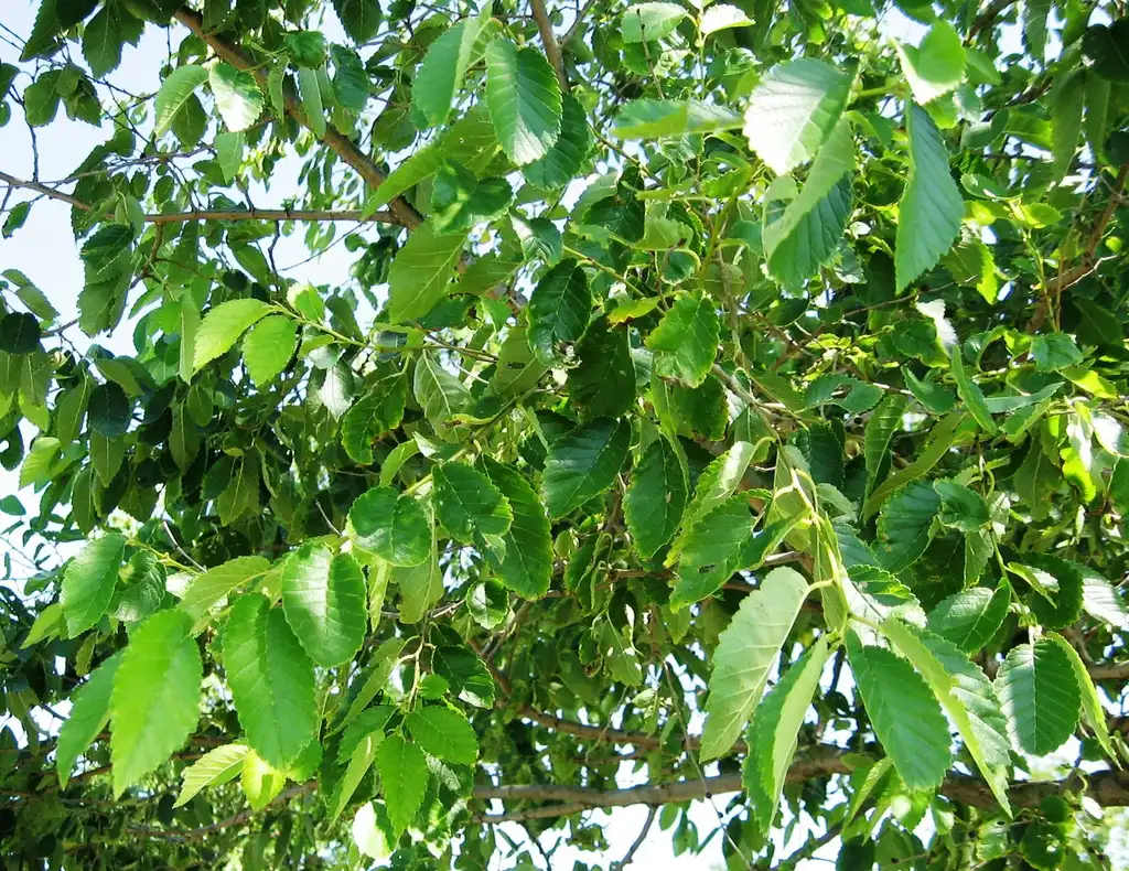 Фото Ulmus 'Homestead' (Ulmus 'Homestead's)