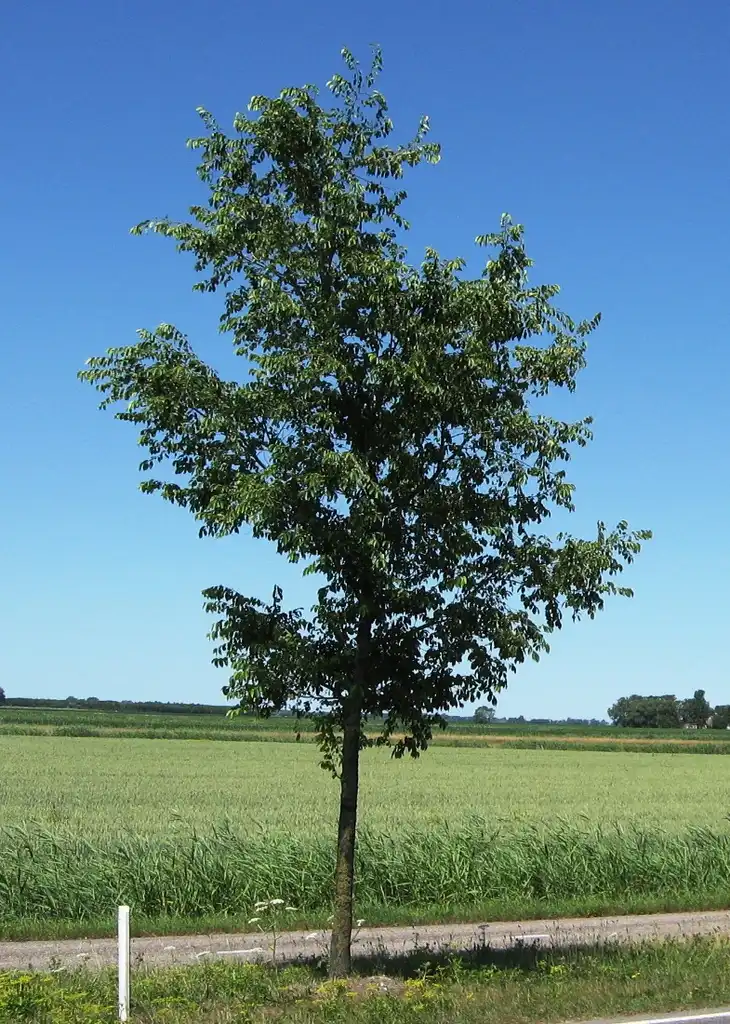 Фото Ulmus 'Homestead' - Young form:Ronnie Nijboer