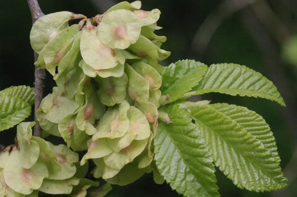 Photo of Ulmus minor (Ulmus minors)