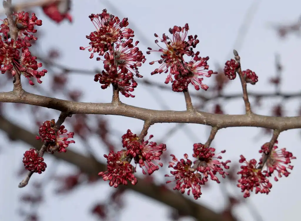 Photo of Ulmus minor (Ulmus minors)